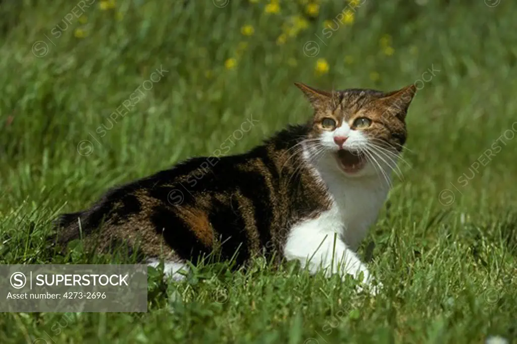 Domestic Cat, Adult Standing On Grass, Snarling, Defensive Posture