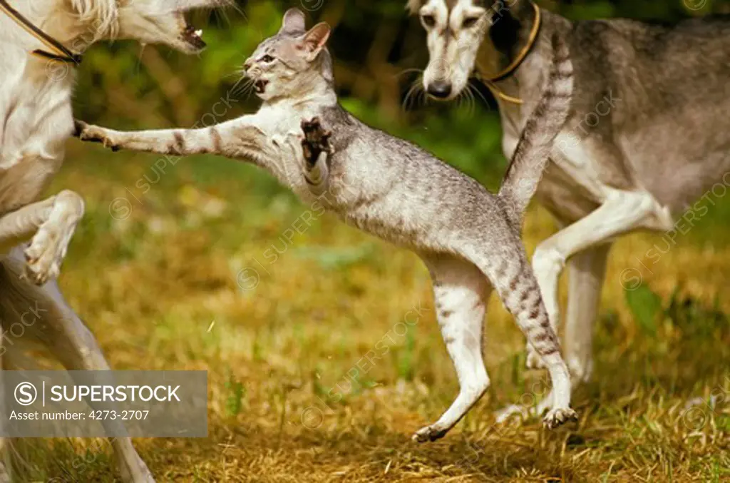 Oriental Domestic Cat With Saluki Dogs, Aggressive Posture