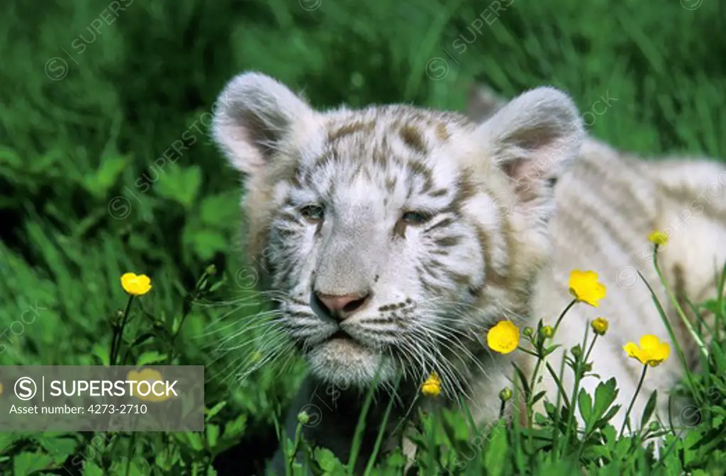 White Tiger Panthera Tigris, Cub With Yellow Flowers