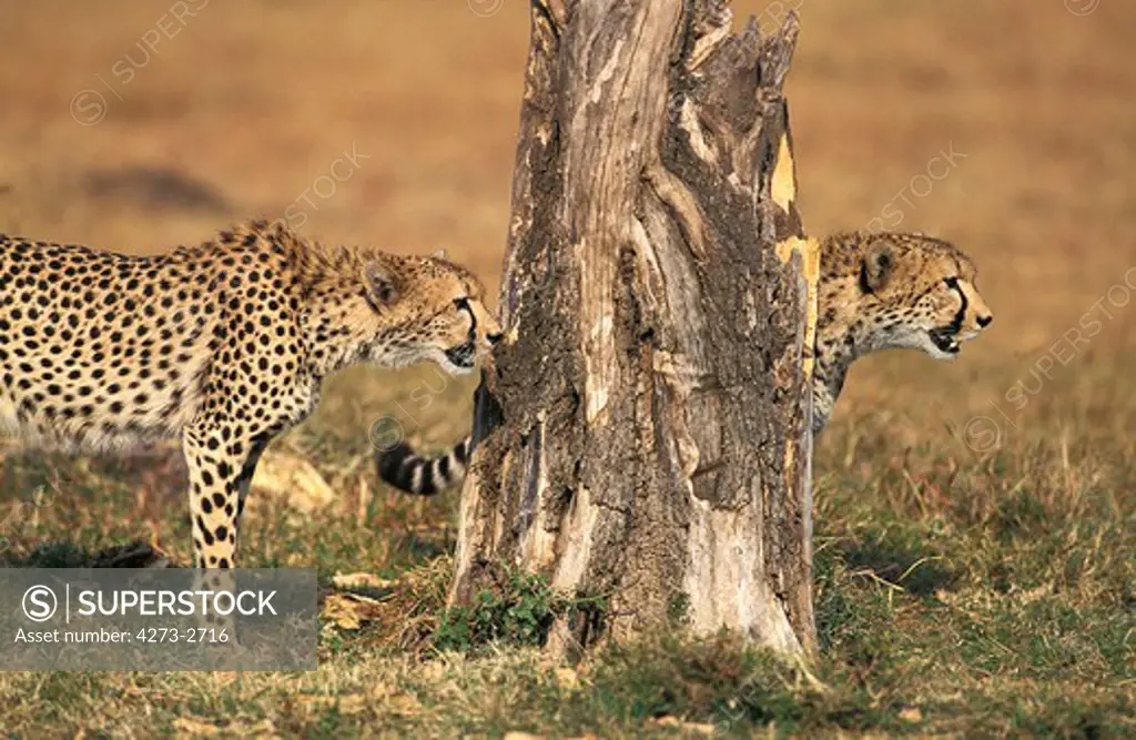 Cheetah Acinonyx Jubatus, Adults, Masai Mara Park, Kenya