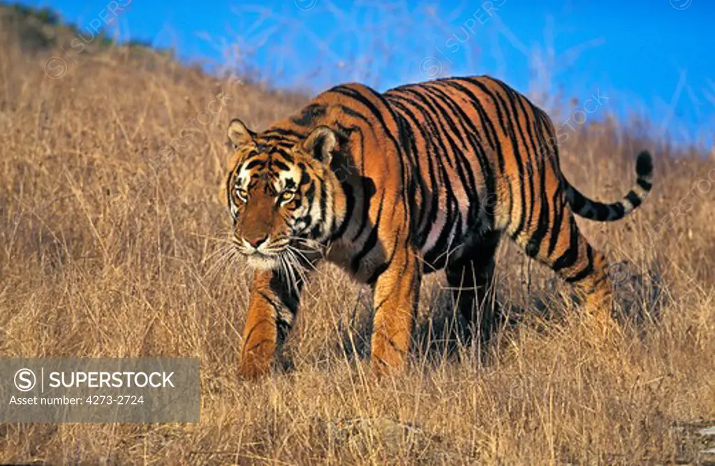 Bengal Tiger Panthera Tigris Tigris, Adult Walking On Dry Grass