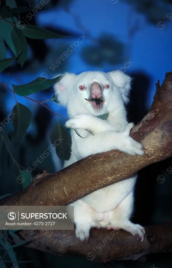 Koala Phascolarctos Cinereus, Albino Male Eating Eucalyptus Leaf, Australia