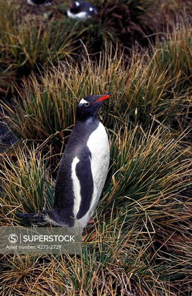 Gentoo Penguin Pygoscelis Papua, Adult On Livingstone Island, Antarctica