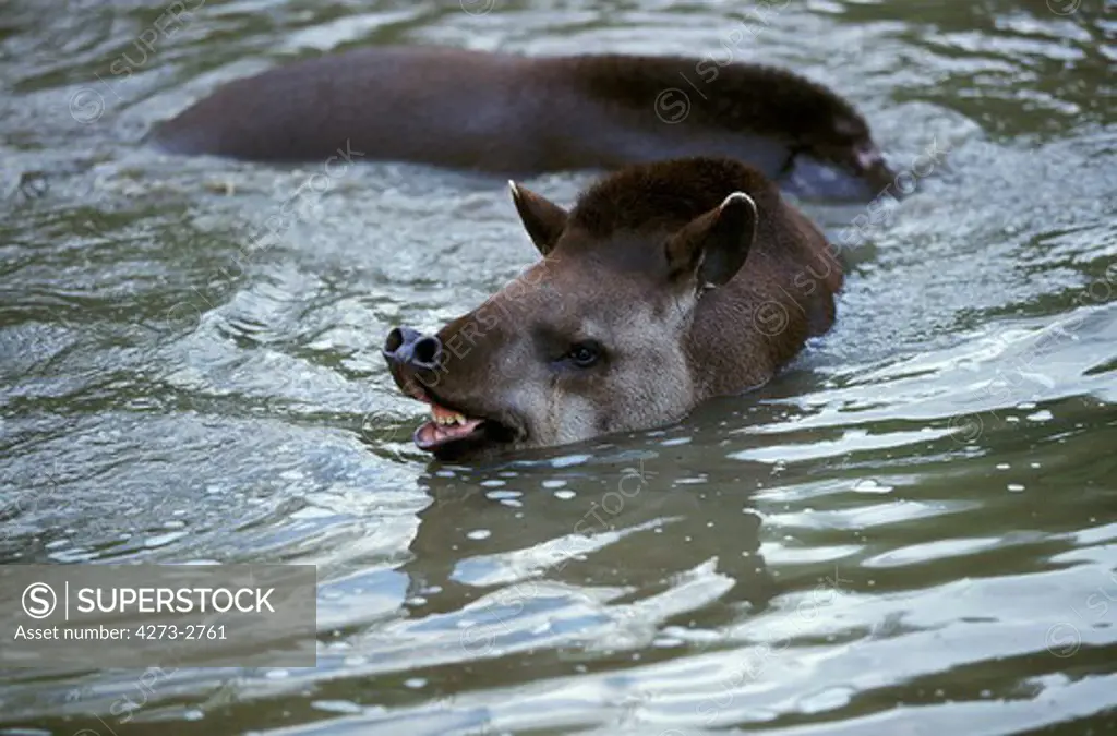 Lowland Tapir Tapirus Terrestris, Pair Standing In Water