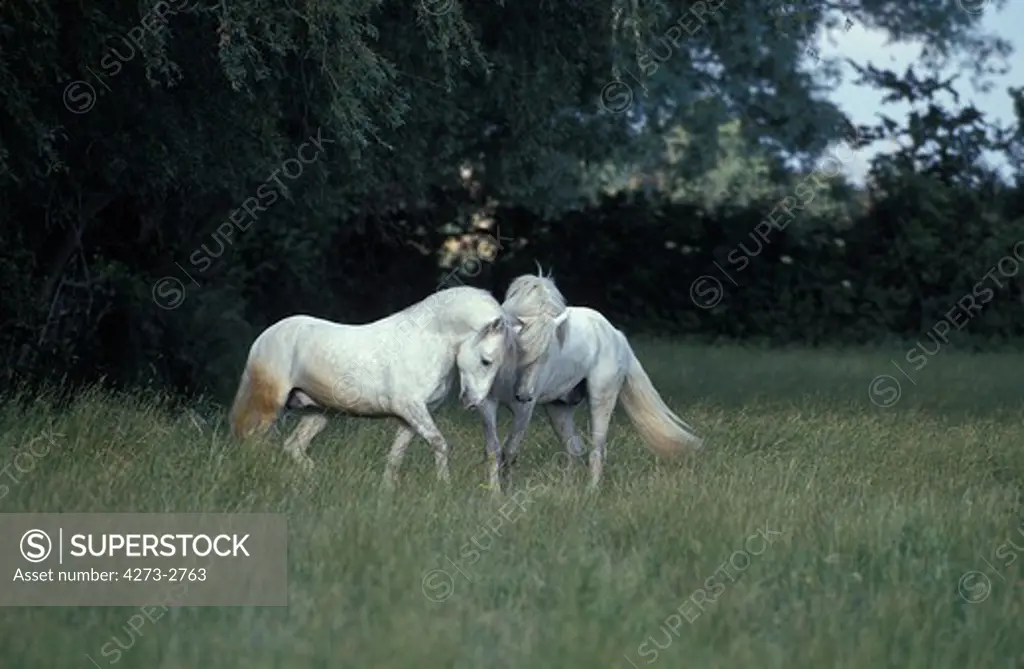Camargue Horse, Pair Of Males Interacting, Camargue In France