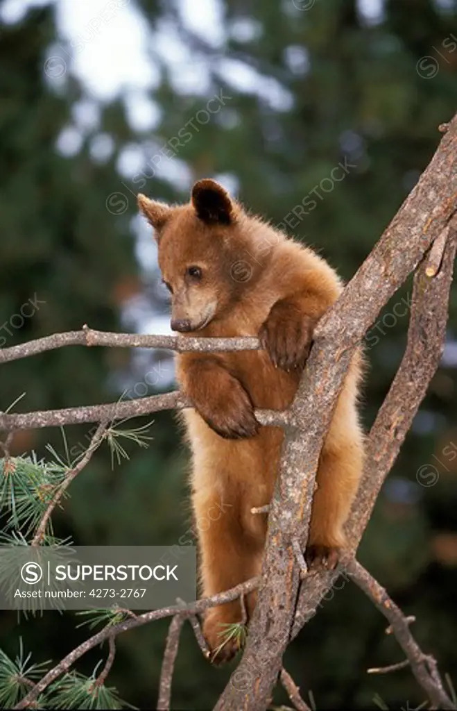 Grizzly Bear Ursus Arctos Horribilis, Cub Playing In Tree, Alaska