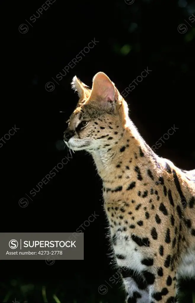 Serval Leptailurus Serval, Adult
