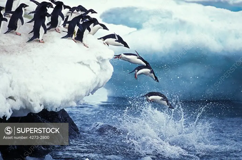 Adelie Penguin Pygoscelis Adeliae, Colony On Paulet Island, Group Leaping Into Ocean, Antartica