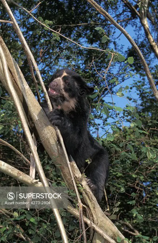Spectacled Bear Tremarctos Ornatus, Adult Standing In Tree