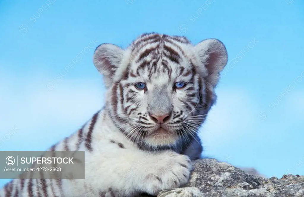 White Tiger Panthera Tigris, Cub Standing On Rock