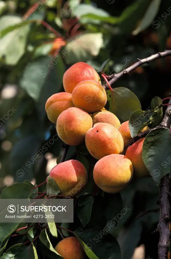 Apricots Prunus Armeniaca On Branch