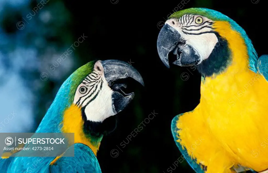 Blue-And-Yellow Macaw Ara Ararauna, Pair Of Adults Interacting, Close-Up Of Head