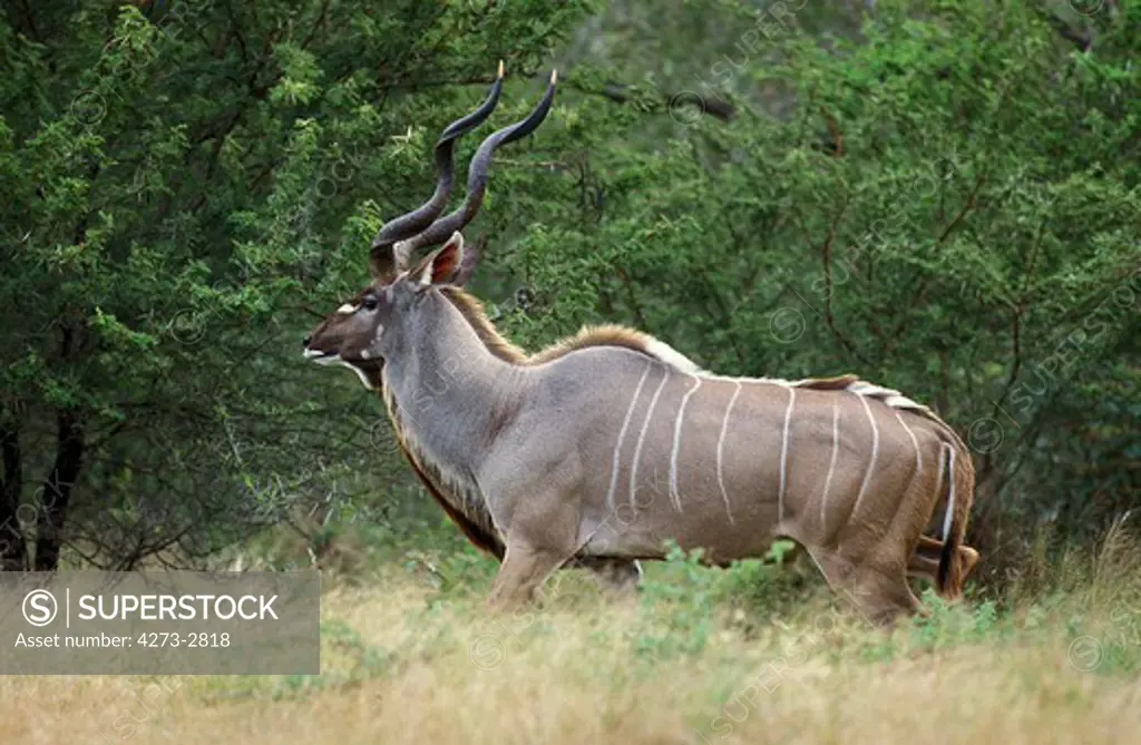 Greater Kudu Tragelaphus Strepsiceros, Male In Bush, Kruger Park In South Africa