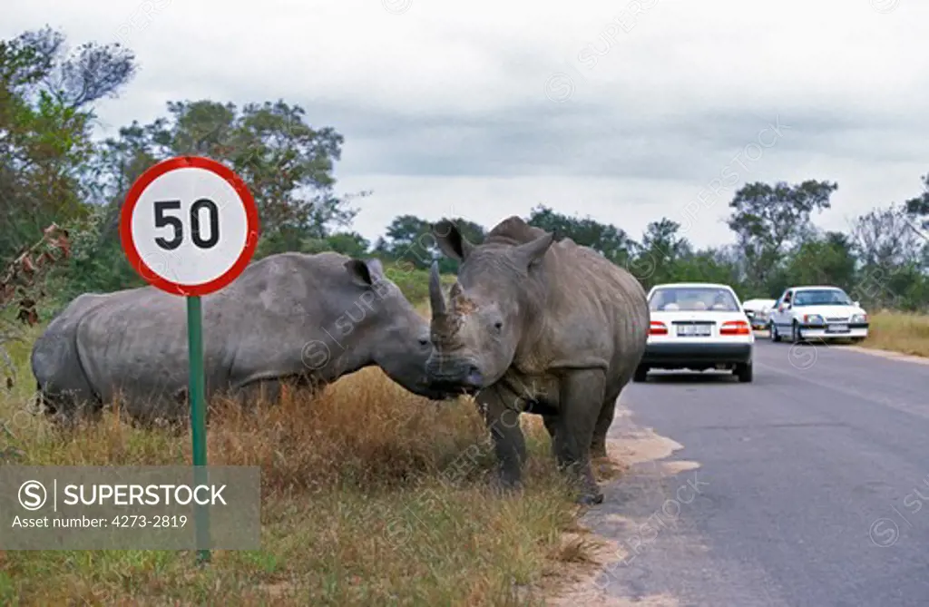 Safari With White Rhinoceros Ceratotherium Simum, Kruger Park In South Africa