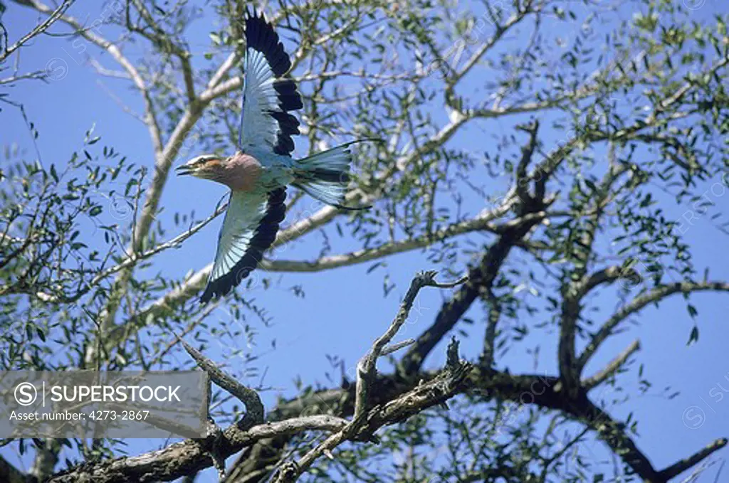 Lilac Breasted Roller Coracias Caudata, Adult In Flight, South Africa