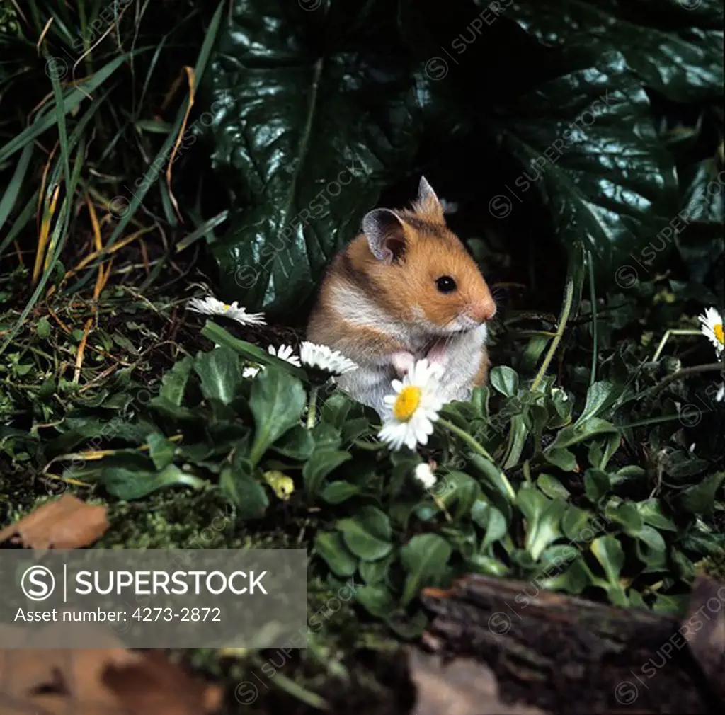 Golden Hamster Mesocricetus Auratus, Adult