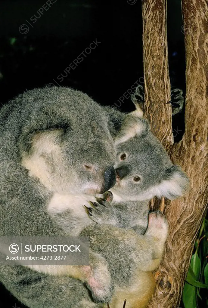 Koala Phascolarctos Cinereus, Female Sleeping With Young, Australia