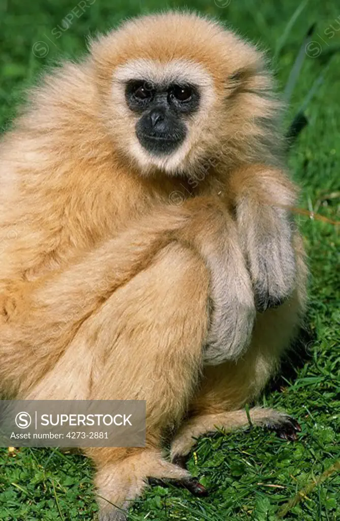 White-Handed Gibbon Hylobates Lar, Adult Standing On Grass