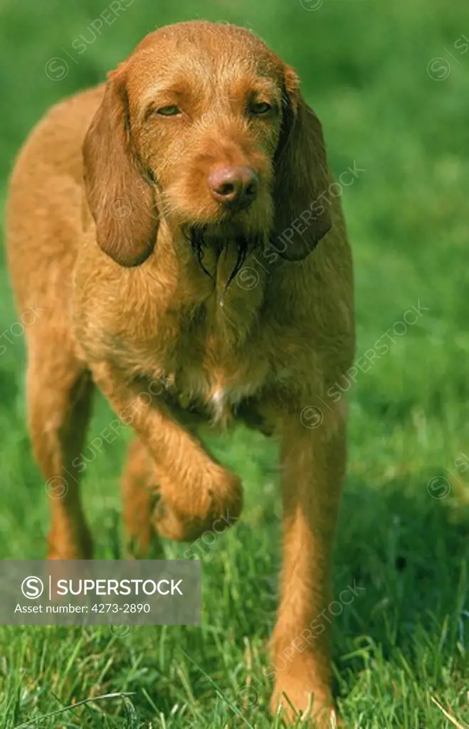 Hungarian Pointer Or Vizsla Dog, Adult Pointing