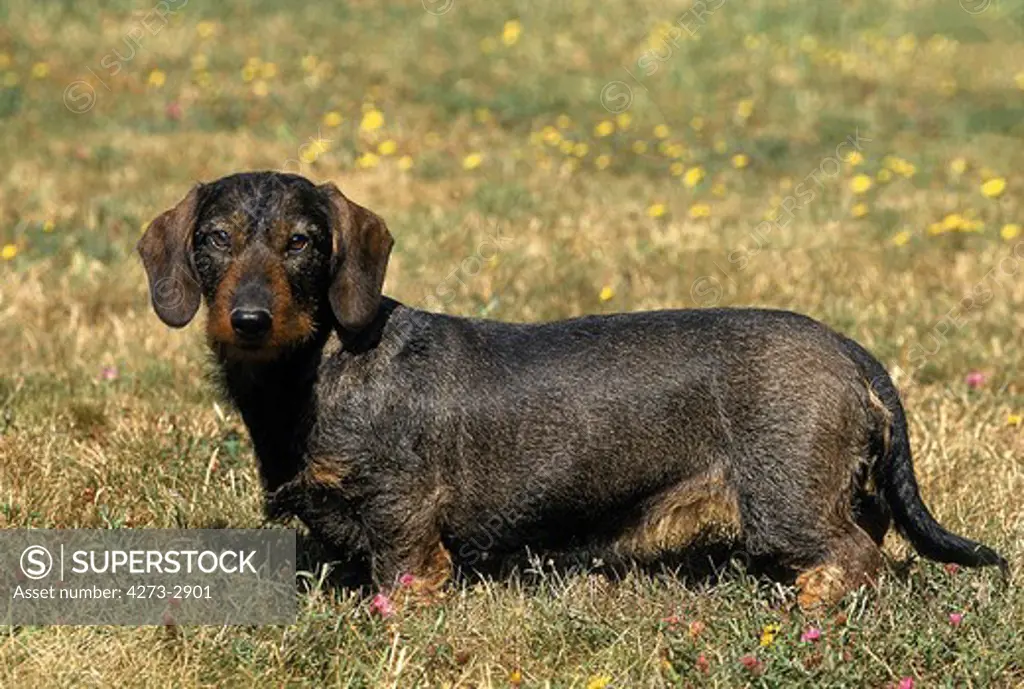 Wire-Haired Dachshund, Adult Standing On Grass