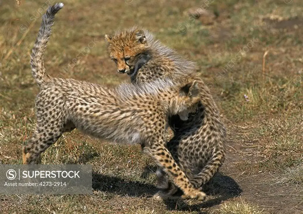 Cheetah Acinonyx Jubatus, Cub Playing, Masai Mara Park, Kenya