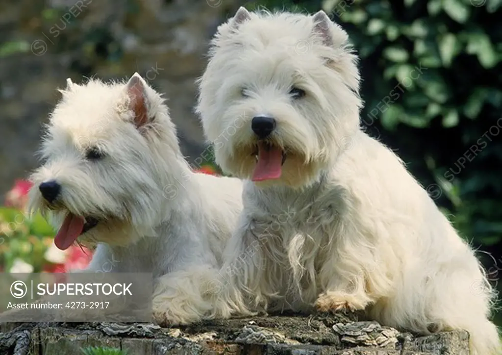West Highland White Terrier, Pair Of Adults