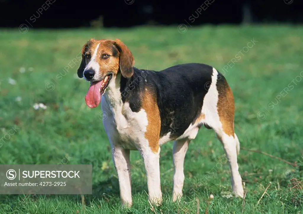 English Foxhound, Adult Standing On Grass
