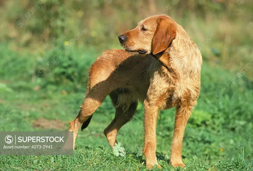 Fawn Brittany Griffon Or Griffon Fauve De Bretagne Dog, Adult Standing On Grass
