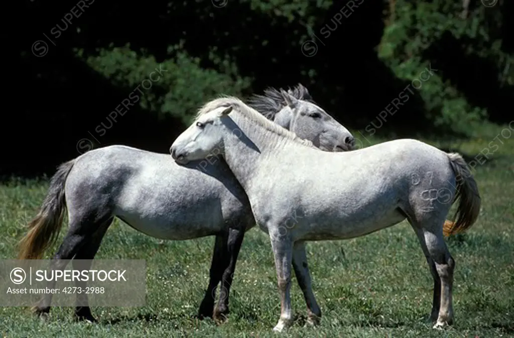 Camargue Horse, Pair Grooming, Camargue In France
