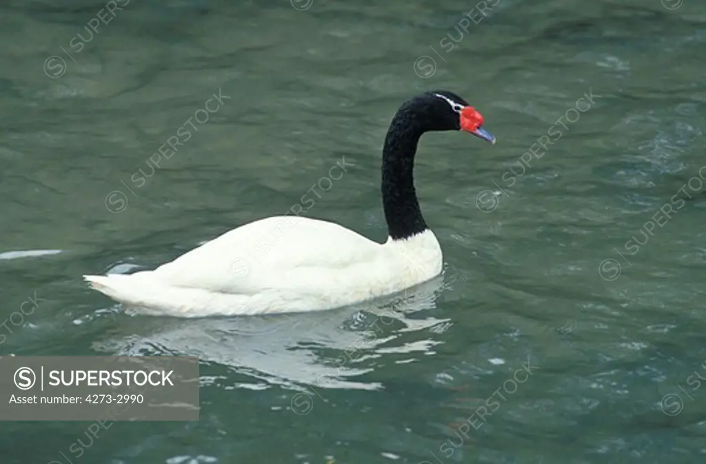 Black Necked Swan Cygnus Melanocoryphus, Adult Standing On Water