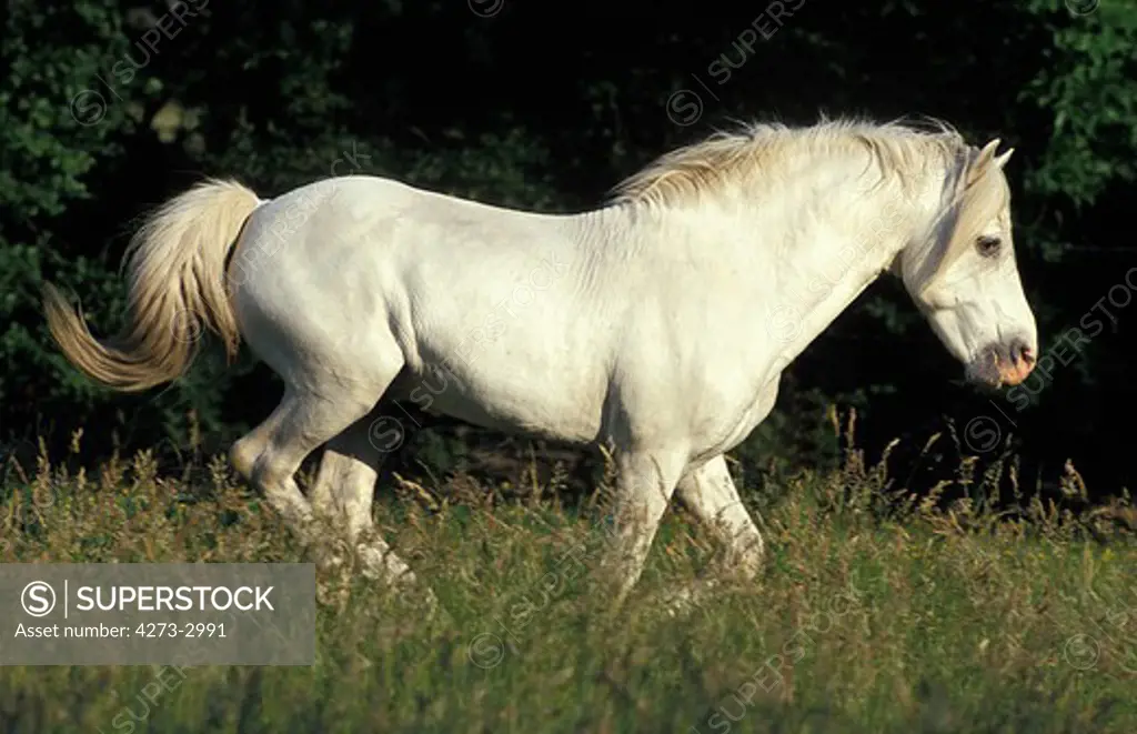 Camargue Horse, Adult In Meadow, Camargue In France