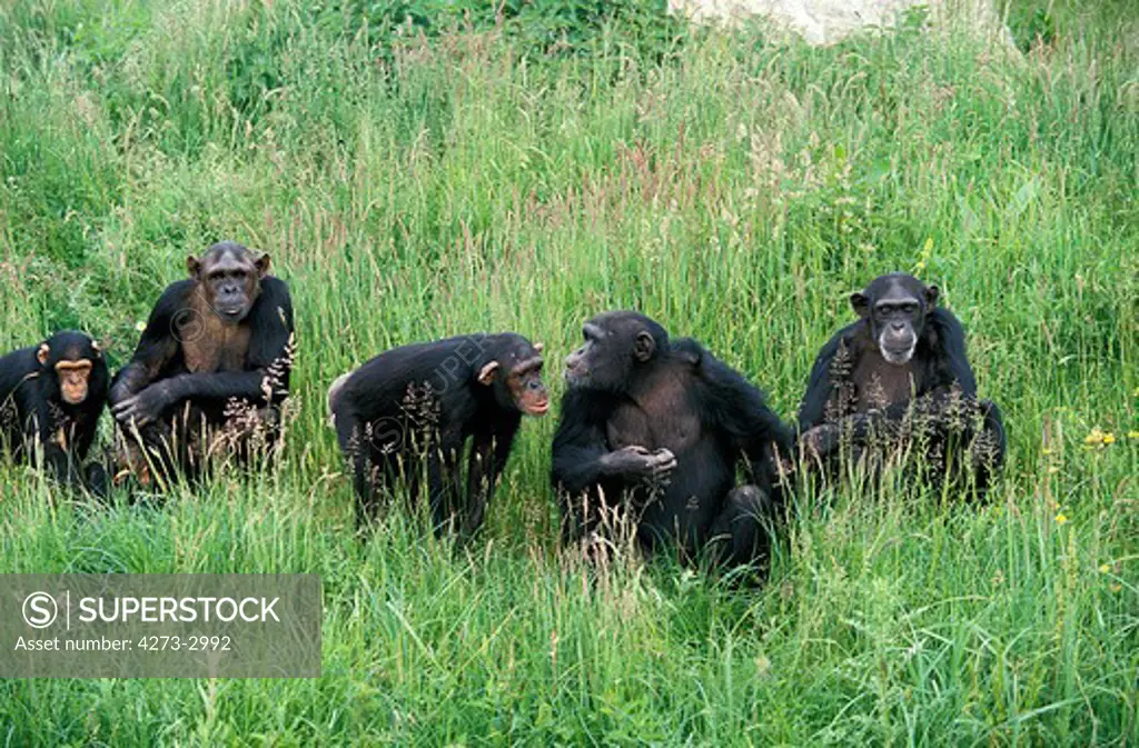 Chimpanzee Pan Troglodytes, Group Standing In Long Grass