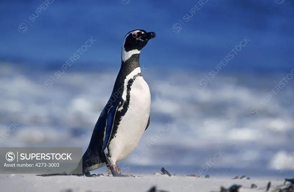 Magellanic Penguin Spheniscus Magellanicus, Adult Standing On Beach, Argentina