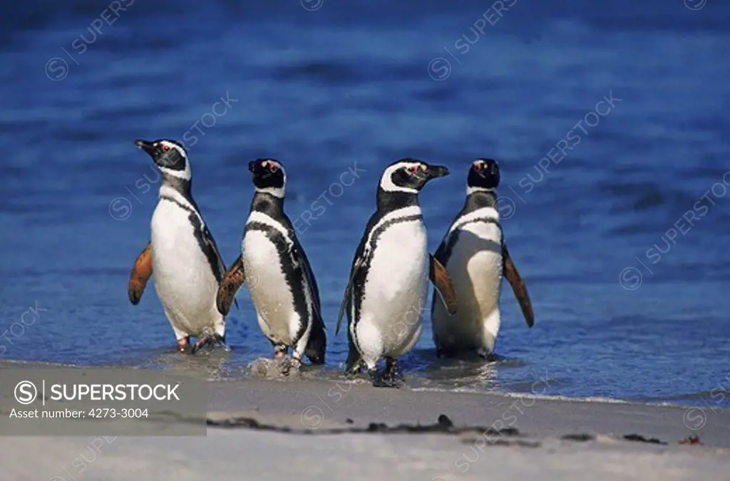 Magellanic Penguin Spheniscus Magellanicus, Group Emerging From Ocean, Argentina