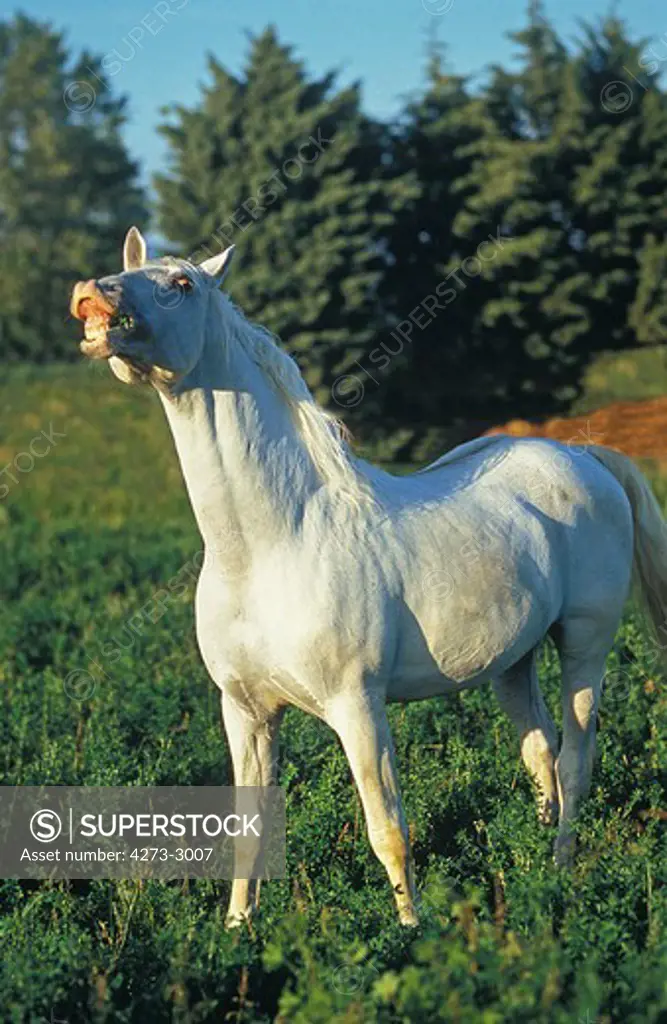 Lipizzan Horse, Adult In Flehmen
