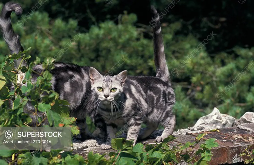 American Shorthair, Adults On Wall