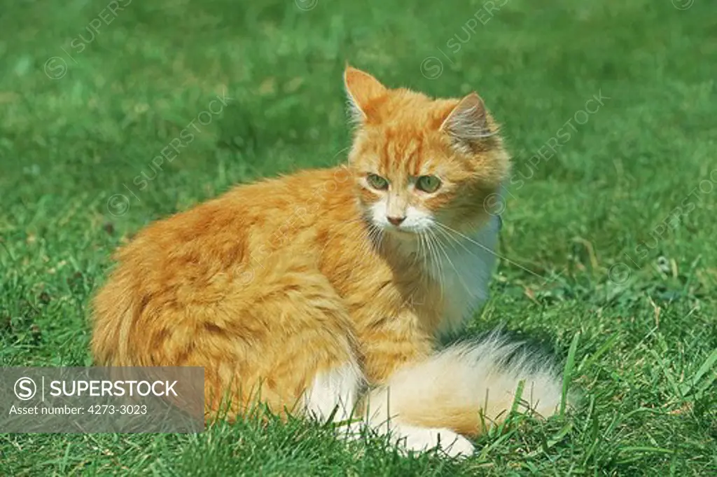 Red And White Domestic Cat, Adult Sitting On Grass