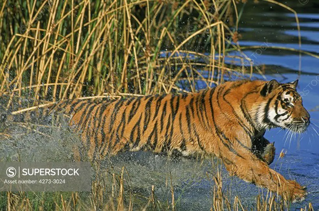 Bengal Tiger Panthera Tigris Tigris, Adult Entering Water
