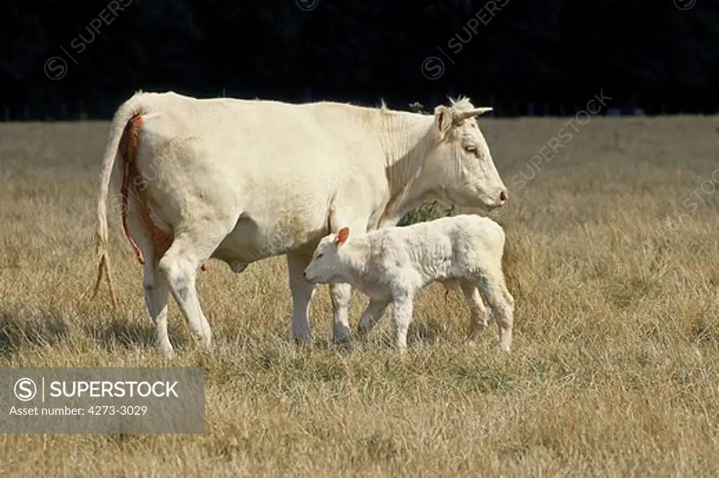 Charolais Cattle, Cow With Its New Born Calf
