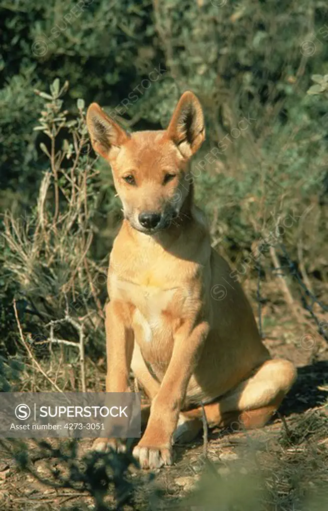 Dingo Canis Familiaris Dingo, Pup Sitting In Bush, Australia