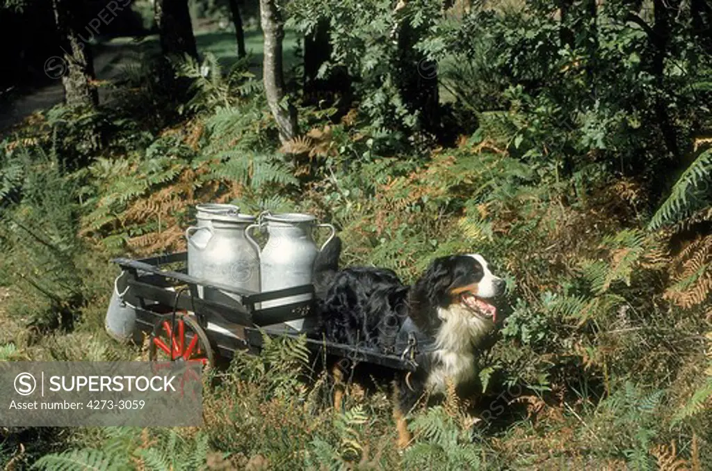 Bernese Mountain Dog, Adult Pulling A Cart With Milk Churn