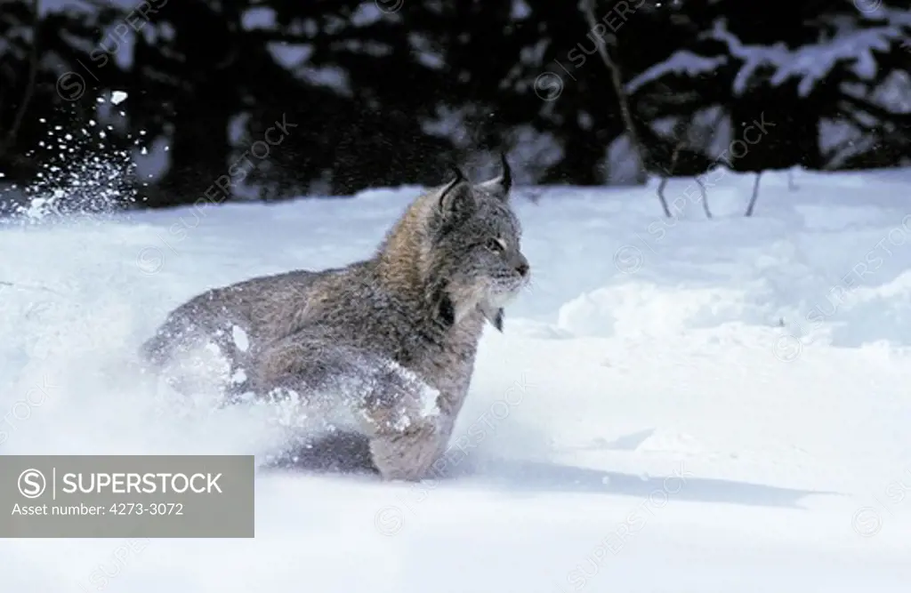 Canadian Lynx Lynx Canadensis, Adult Running Through Snow, Canada
