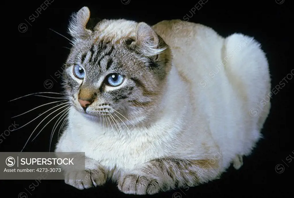 American Curl Domestic Cat, Adult Resting Against Black Background