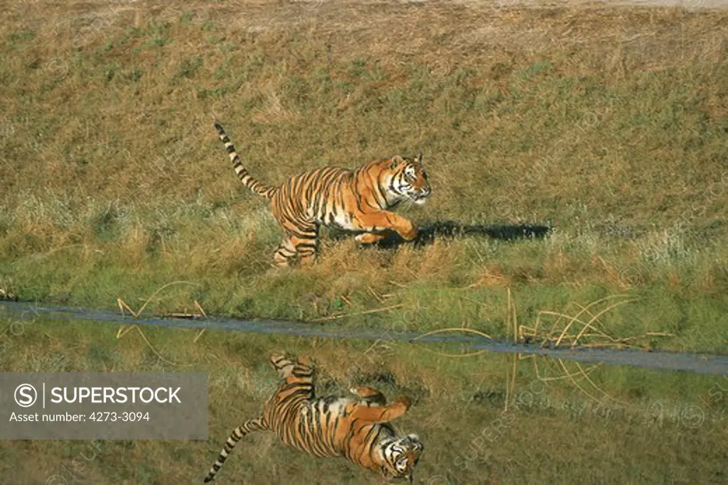 Bengal Tiger Panthera Tigris Tigris, Adult Running Near Water Hole