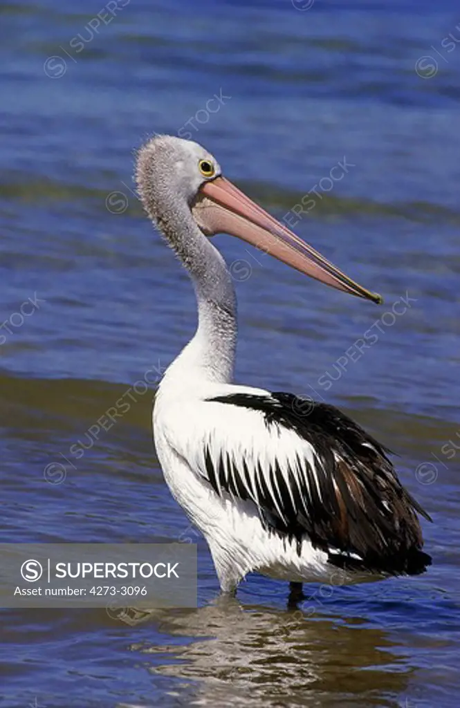 Australian Pelican Pelecanus Conspicillatus, Adult Entering Water, Australia