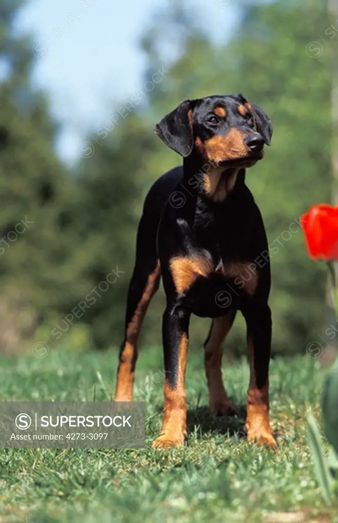 German Pinscher Dog, Adult Standing On Grass Near Tulip