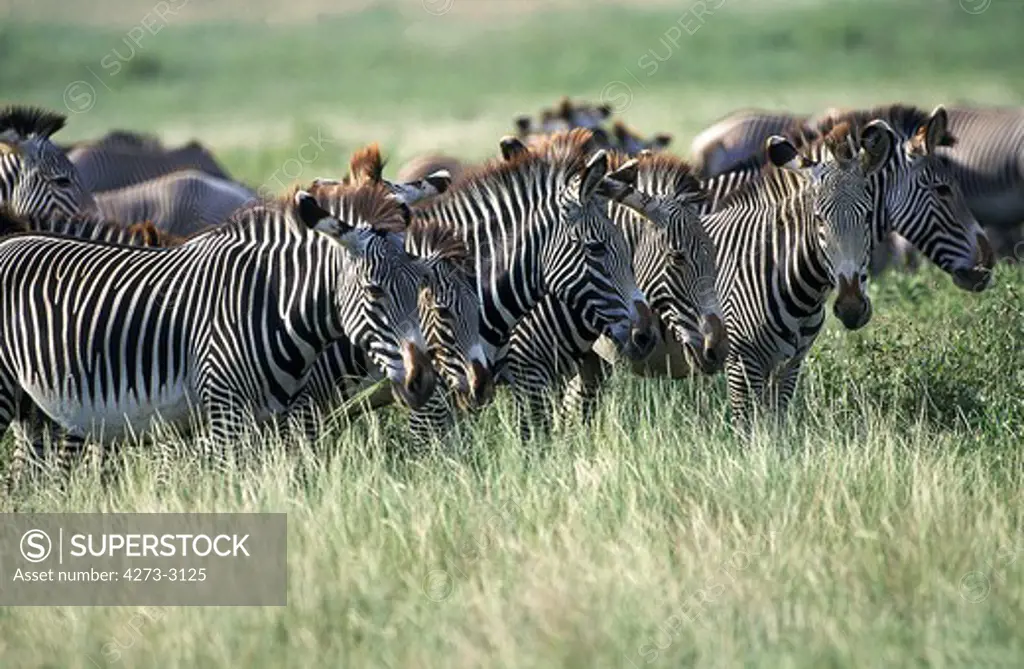 Grevy'S Zebra Equus Grevyi, Herd Standking In Tall Grass, Kenya