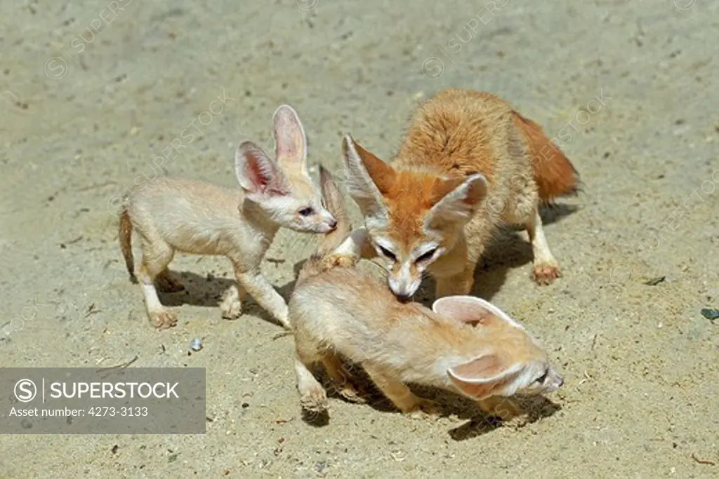Fennec Or Desert Fox Fennecus Zerda, Mother With Cub
