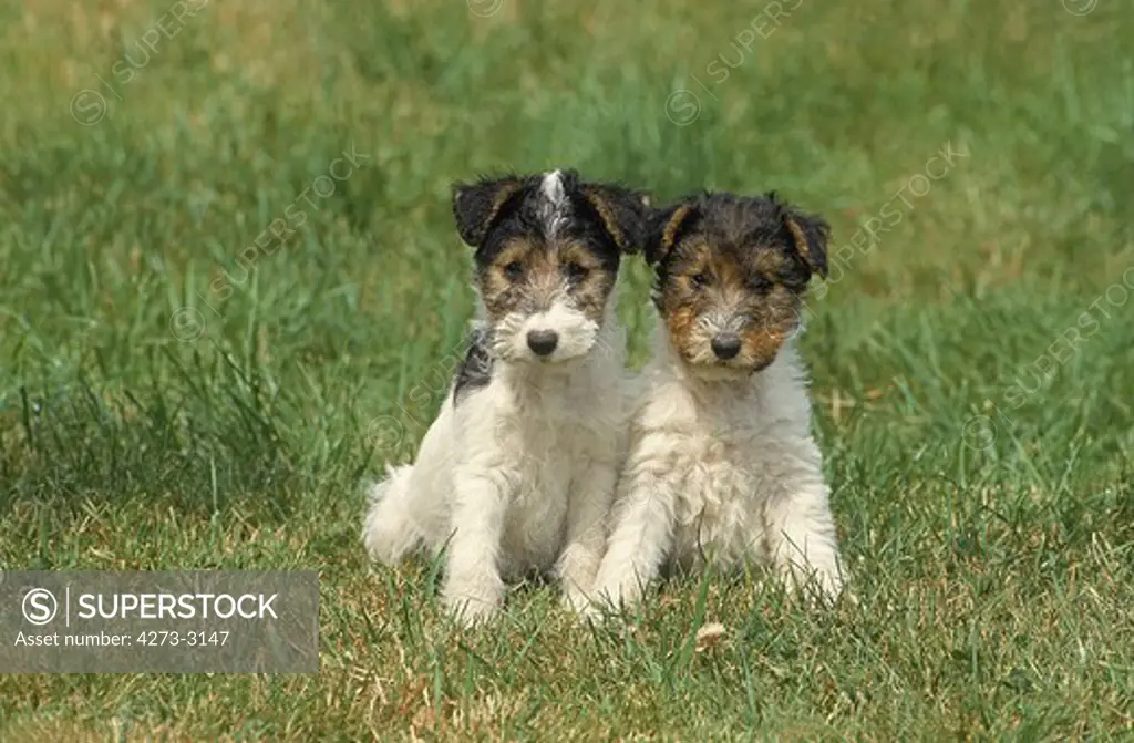 Wire-Haired Fox Terrier Dog, Puppies Sitting On Grass