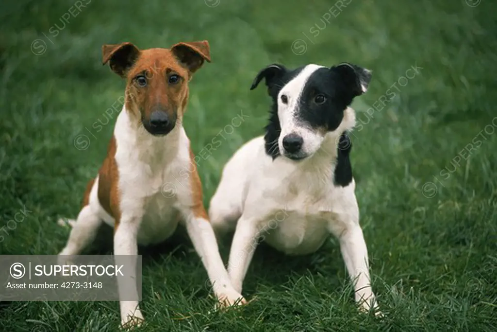 Smooth Fox Terrier Dog, Adults Sitting On Grass